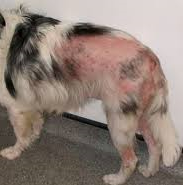 Comment soigner une infection ou une blessure des coussinets chez le chien ?