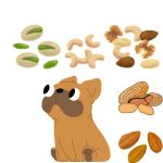 Attention aux noix : les risques et précautions pour la santé des chiens