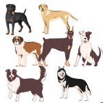 Sélection des races de chiens les plus appréciées : par critères, popularité et mode de vie